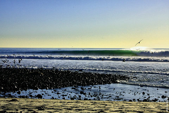 Image savetrestles.jpg