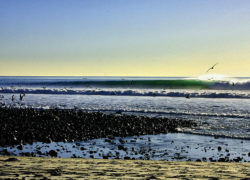 Image savetrestles.jpg