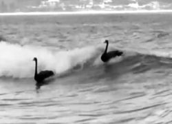 Image surfingswans.jpg