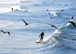 Image eco-friendly-surfer.jpg